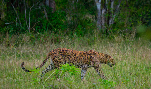 Leopard walking on the grass. Sri Lanka. An excellent illustration.