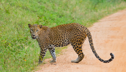 Leopard walking on the road. Sri Lanka. An excellent illustration.