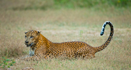 Obraz premium Leopard lying on the grass. Sri Lanka. An excellent illustration.