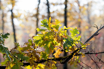 oak branch in the fall a fragment with gold leaves