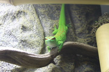 Phelsuma Grandis auf Liane © Marc Jara
