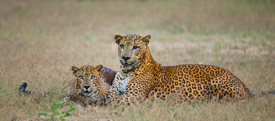 Naklejka premium Male and female leopard on the grass together. The period of mating. Sri Lanka. An excellent illustration.