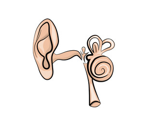anatomy of the EAR