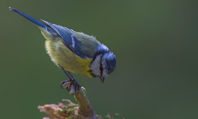 Obraz premium mésange bleue