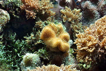 Fototapeta na wymiar Branching sponge weed and seaweed