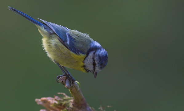 m&eacute;sange bleue