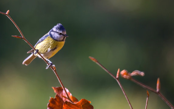m&eacute;sange bleue