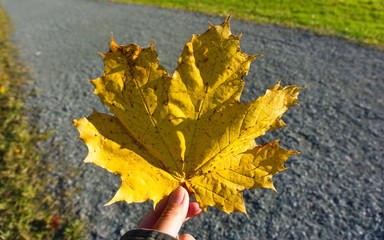 yellow maple leaf in park