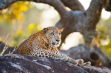 Naklejka premium The leopard lies on a large stone under a tree. Sri Lanka. An excellent illustration.