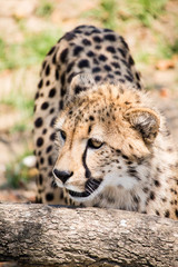 Gepard 