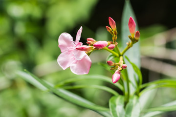 beautiful flower in garden