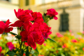 Bush of beautiful roses in a garden