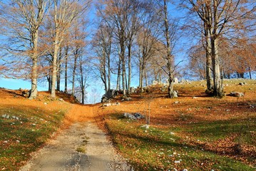 Autunno. Strada di montagna ricoperta di foglie secche