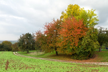Fototapeta premium Bäume Herbst