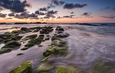 Sunset over green moss at Borneo Malaysia