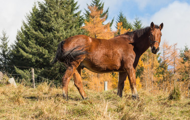 cheval au pré