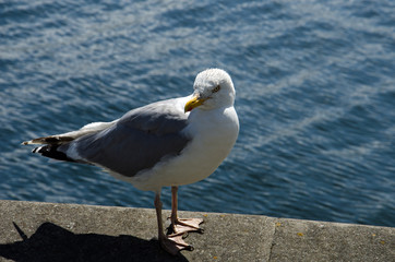 Möwe