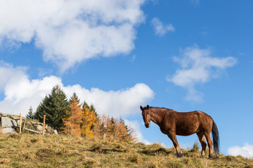 cheval au pré