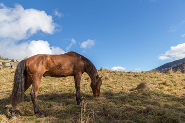 cheval au pré