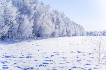 Frosty Sunny day. Trees in frost.