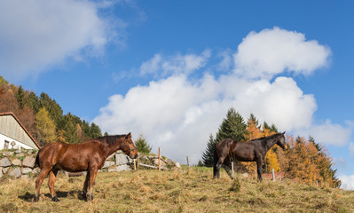 cheval au pré