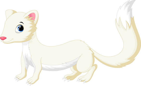 Cute White Least Weasel