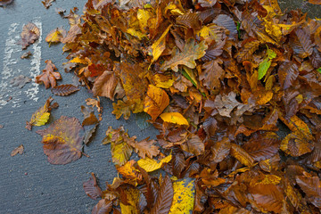 Leaves on a path in autumn
