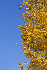 AUTUNNO GIALLO BLU