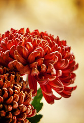 Large red chrysanthemums on the autumn nature blurred background