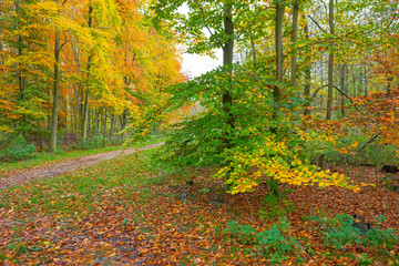 Forest in fall colors in autumn