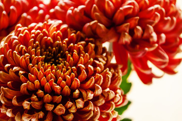 Large red chrysanthemums on the autumn nature blurred background