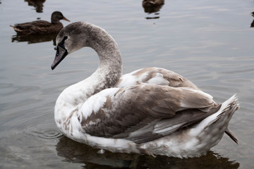 young gray Swan on a blue lake