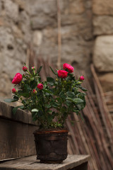 Fototapeta na wymiar Red roses in pot