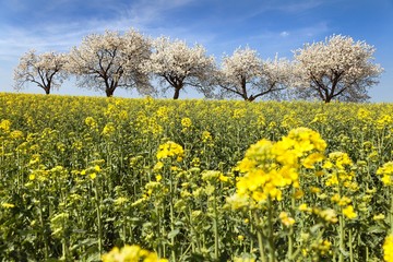 field of rapeseed and alley of cherry tree