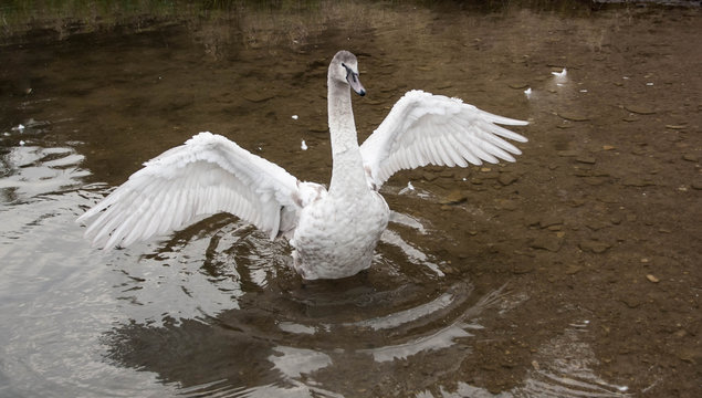 young gray Swan on a blue lake