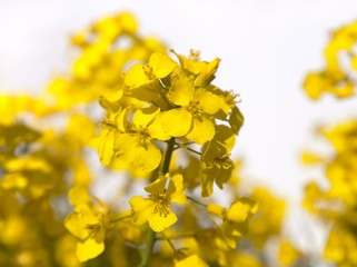 detail of flowering rapeseed on white background