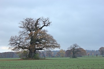 Uralte Huteeiche bei Beberbeck im Reinhardswald
