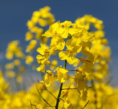 detail of flowering rapeseed