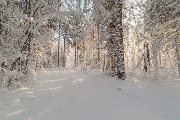 Snow-covered forest road.
