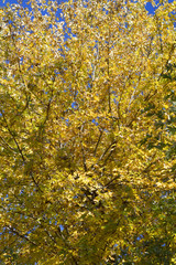 AUTUNNO GIALLO