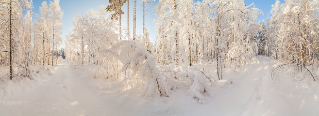 Winter snow-covered wood.