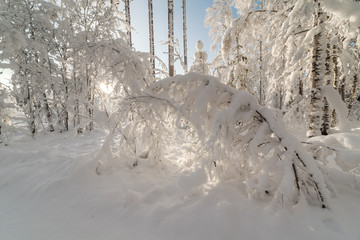 Winter snow-covered wood.