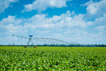 beet field watering machine