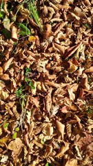 tappeto di foglie secche
