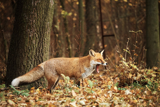 Fox on autumn forest