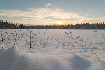 Winter snow-covered wood.