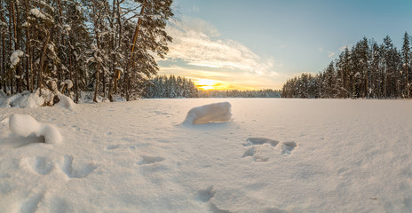 Winter snow-covered wood.