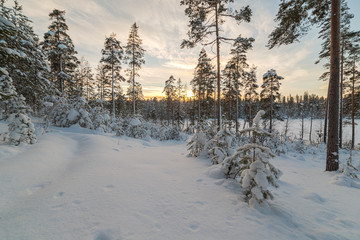 Winter snow-covered wood.