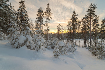 Winter snow-covered wood.