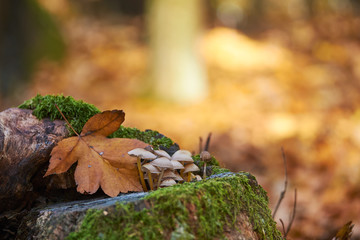 Macro photo of mushrooms